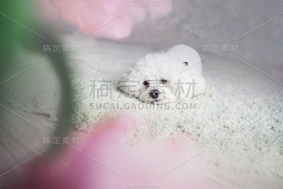 可爱的狗和蝴蝶