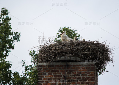 鹳的巢