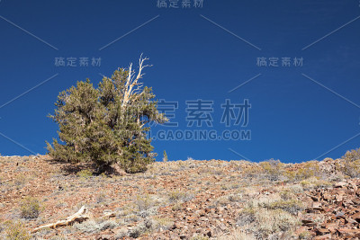 山坡上的松树