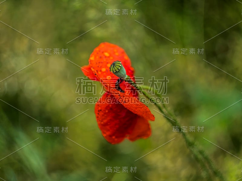 美丽的红湿罂粟花