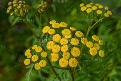 艾菊(Tanacetum),