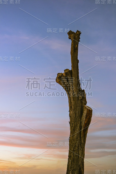 树干和小叶