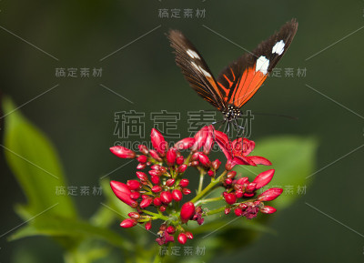 蝴蝶