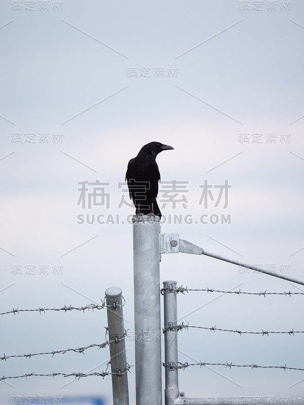 鸟