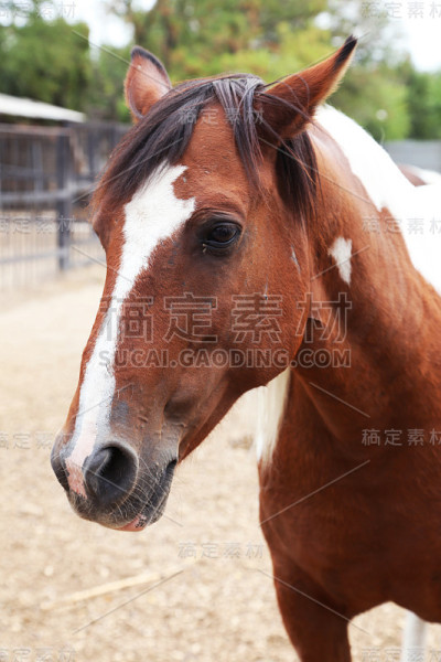 骏马肖像