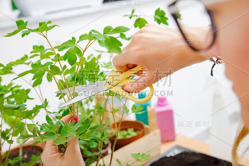 照顾自家种植的植物/香料的女孩。