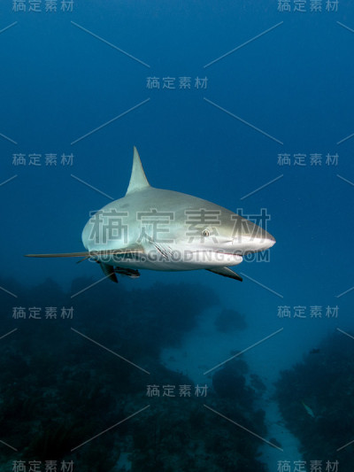 鲨鱼
