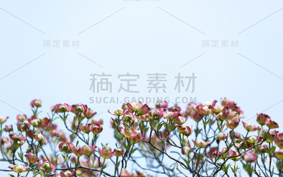 山茱萸