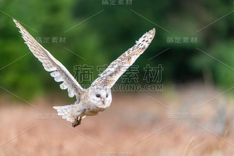 飞行中的小猫头鹰(Tieto Alba)