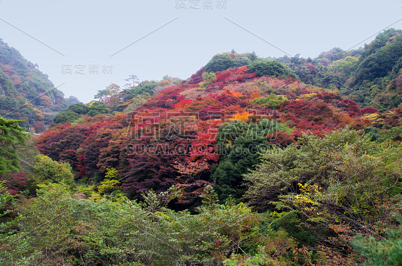 日本神户六枝山五彩缤纷的秋叶