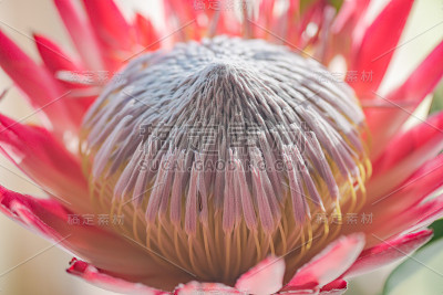 盛开的protea花特写