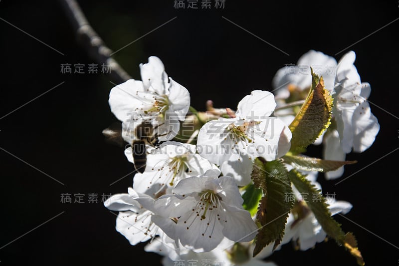 苹果花在四月