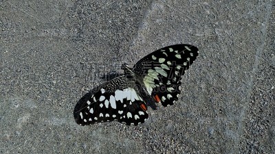 黑蝴蝶