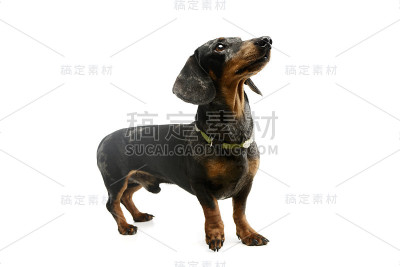这是一只可爱的腊肠犬