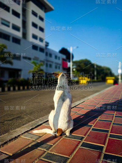 等待狗