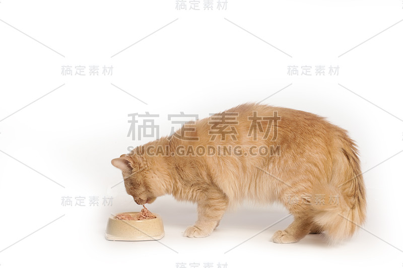 猫吃