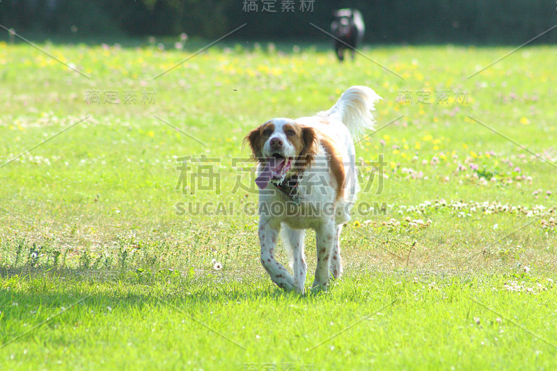 施普林格猎犬