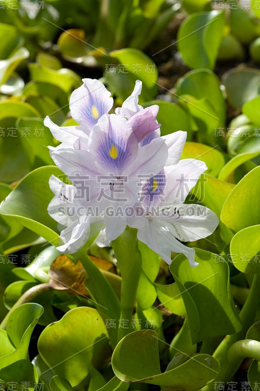 水葫芦;Eichhornia