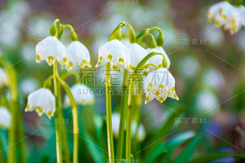 林中空地上盛开着洁白的雪花