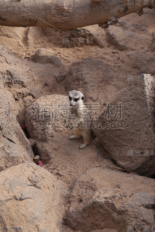 猫鼬Suricata suricatta有趣的非洲小哺乳动物