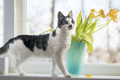 猫用鲜花