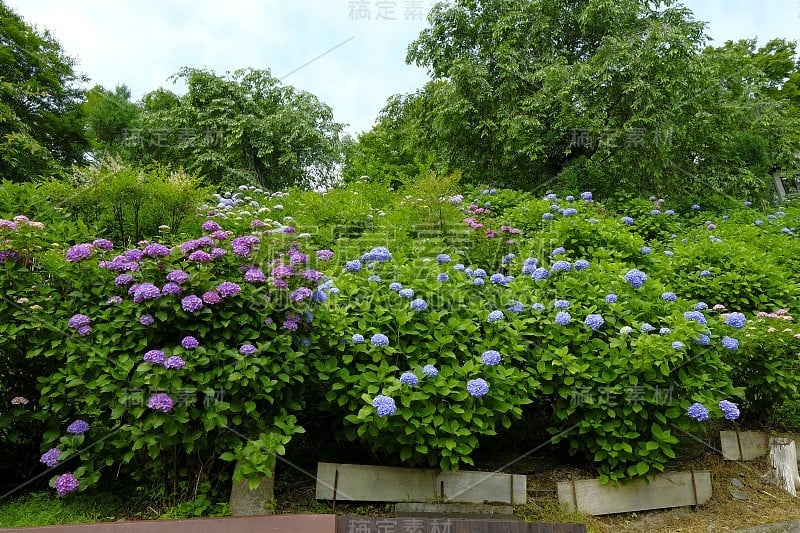 绣球花，西京区，日本京都