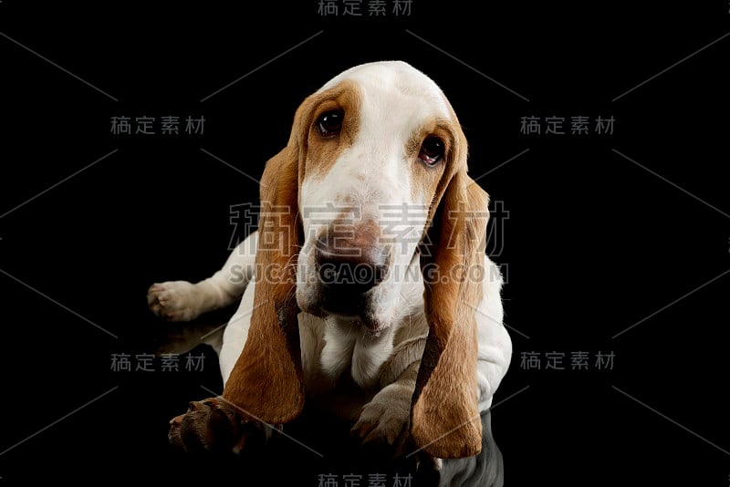 工作室拍摄的可爱的巴吉度猎犬