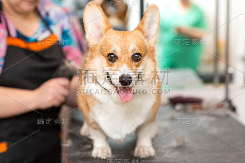 在理发店的柯基小狗