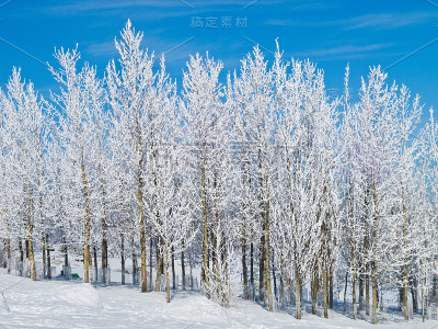 冬天树上结满白霜