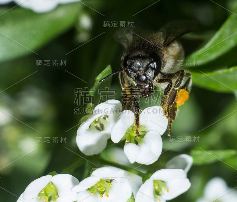 蜜蜂在爱丽丝花上，