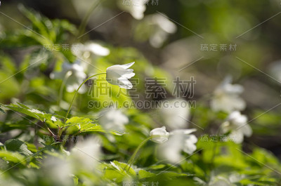 秋牡丹的春蕾绽放了