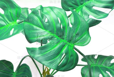 热带怪兽棕榈叶树的背景