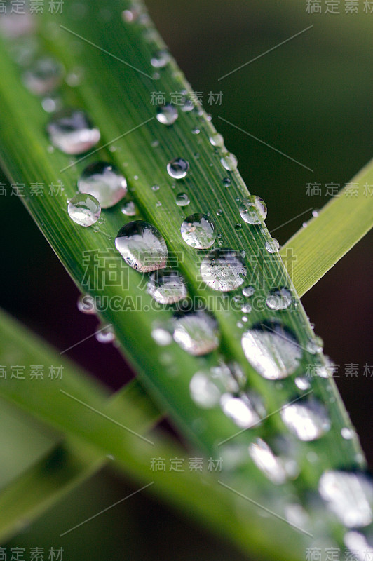 小雨打在叶