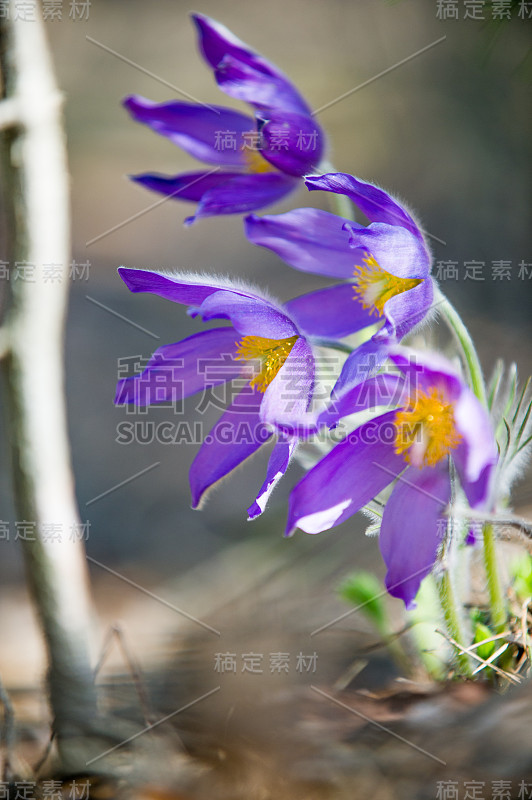 白头翁，白头翁。白头翁花(白头翁)在草地上。朝鲜白头翁。