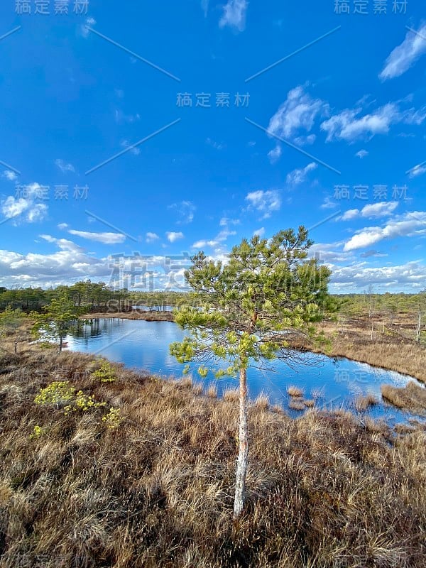 沼泽秋天国家公园克梅里拉脱维亚风景