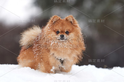 冬季的博美犬