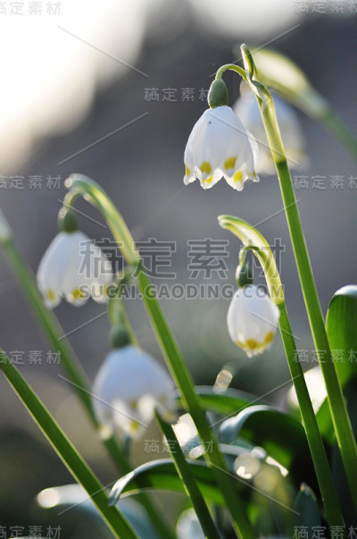 盛开的花朵叫春天的雪花
