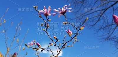 树开花