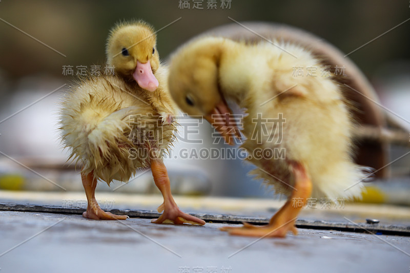 小鸭子变干了