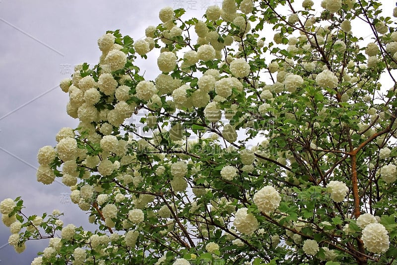 春天用雪球擦洗