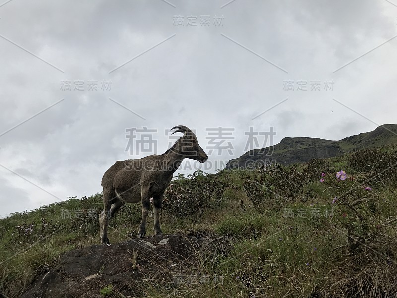 塔尔在山