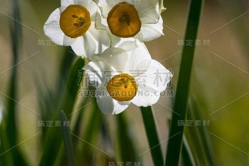 Narcissus flowers at Sakuma Dam Water Park, Kyonan