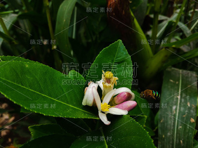 蜜蜂的昆虫