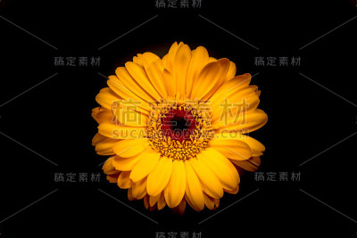 在黑色背景的衬托下，美丽地照亮黄色的戈柏雏菊