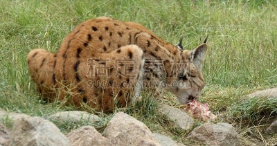 山猫在自然界吃生肉。