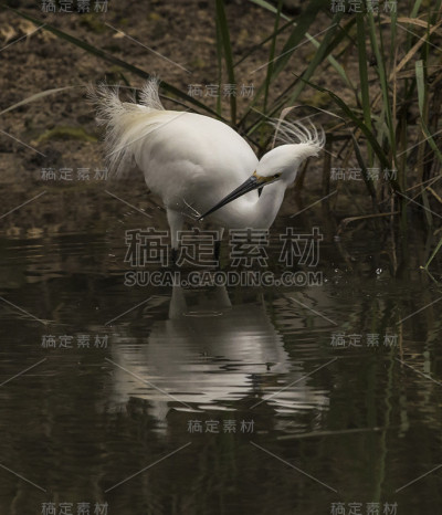 白鹭捉鱼