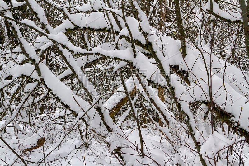 白雪覆盖的森林，卑诗省伯纳比山