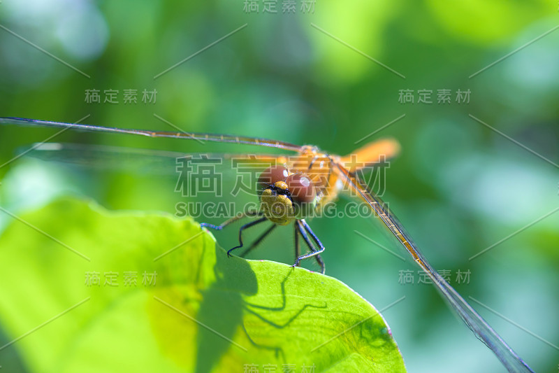 在阳光明媚的夏日或春日，美丽的龙飞坐在草地上的微距镜头