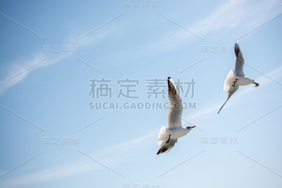 一对海鸥在海面上空飞翔