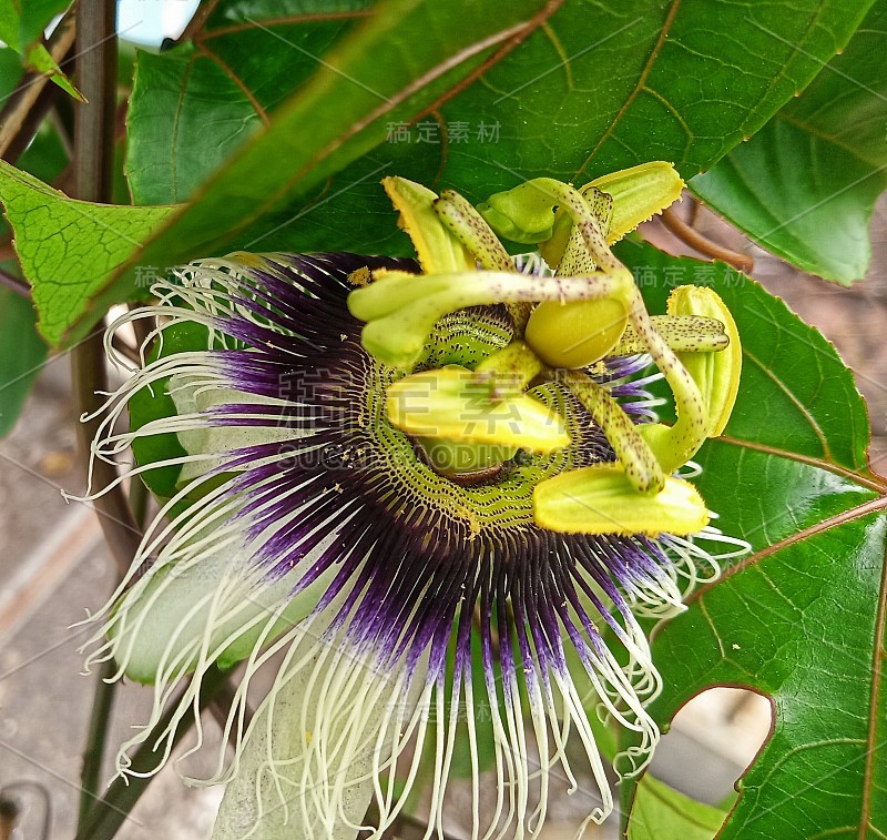 百香果花看起来很漂亮。